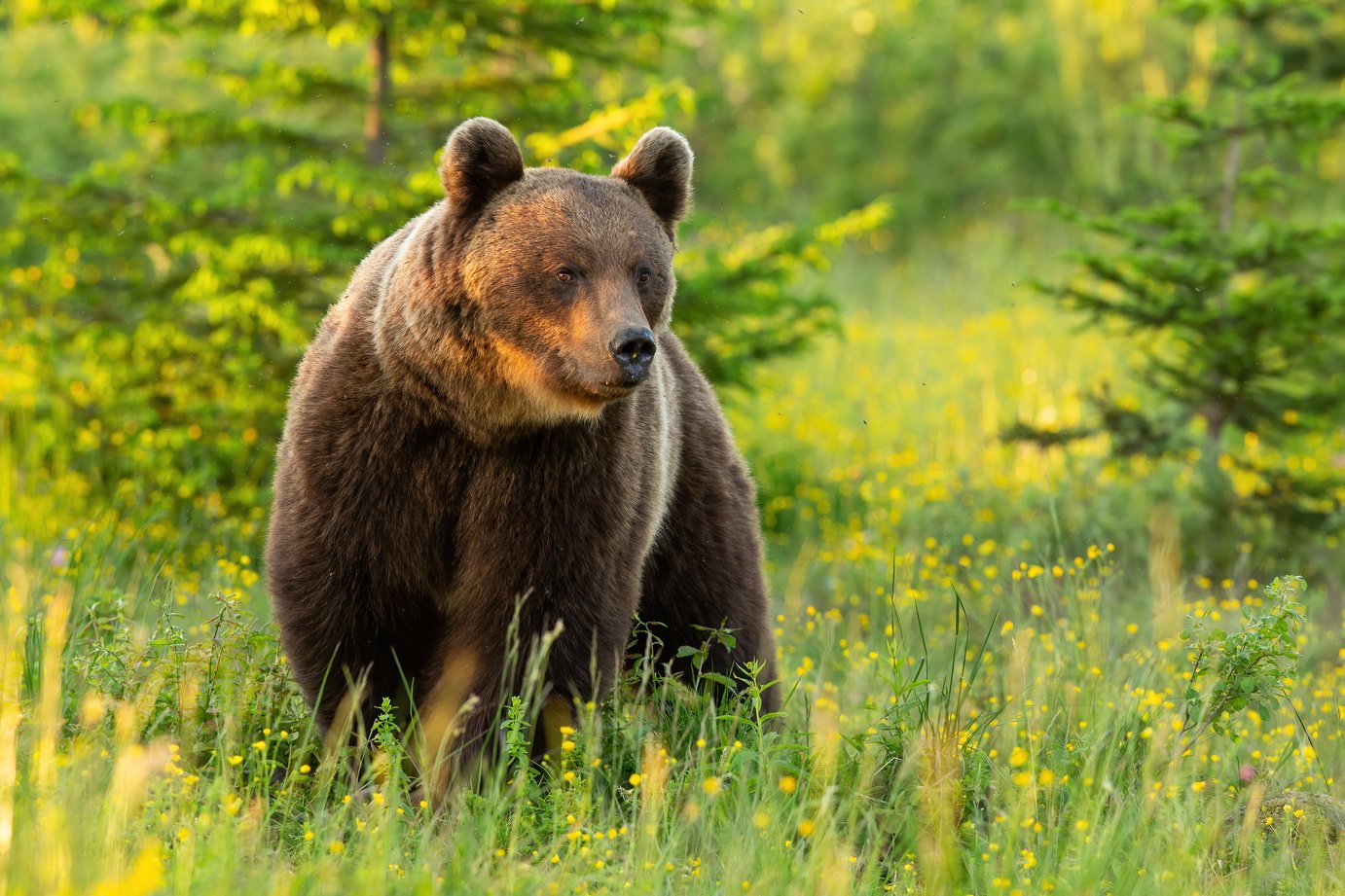 Bear in the Meadow